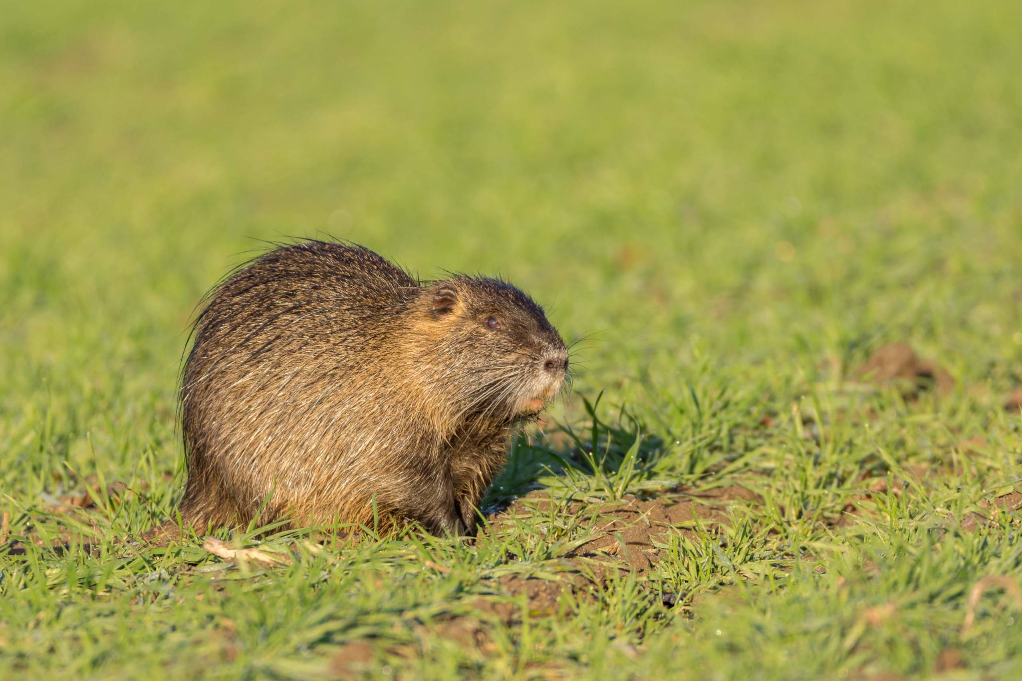 nutria riečna